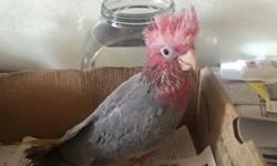Adorable, fun, sweet, tame, baby cockatoo
at 9 weeks......almost weaned...already babling
$1,650
Call/text 516 972-3860 (se habla espanol)