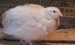Rosetta Coturnix Quail for sale 2-4.00 each great for childs first pet or training puppies for birddogs call Matt at 646-621-4127.