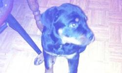 Im looking for a puppy a rottweiler husky malamute lab doberman no older then 3months please email me with ur info if u have one off these puppies
Please no puppy mills im not paying 650 for a dog with no papers sorry