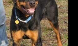 Rottweiler - Harlie - Large - Adult - Female - Dog
I am a very sweet 5 year old rotti but I don?t look or act more than 2. I was living in a home with a very bad person who treated me terribly. I ended up at a shelter and was terrified. Shari showed up at