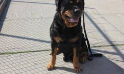 Rottweiler - Mac - Large - Adult - Male - Dog
Mac is male rottweiler just looking to finish out his final years in a loving, gentle home. Mac is about 6.. 7 years old, healthy boy! walks nice on leash never pulls and hes housebroken.
CHARACTERISTICS: