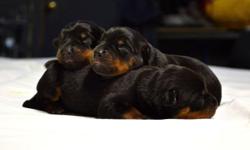 Excellent high quality Rottweiler pups. They are only a week old and they will be ready in 7 more weeks. A deposit is recommended if you would like to have one of these excellent pups. Parents are on the premises and they will be sold as household pets