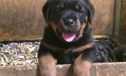 6 week old Rottweiler puppies. AKC registered. First shots and dewormer. Located in Huntington, NY (Long Island). Please contact 212-470-2050.