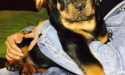Rottweiler male 8 weeks old, first set of shots and dewormed. AKC registered with German blood lines. Pls email call or text 6312368366
This ad was posted with the eBay Classifieds mobile app.