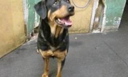 Rottweiler - Val - Adopted! - Large - Young - Female - Dog
They call me Val short for Valentine because I am such a sweetheart. I am so happy to be with people and am responsive to voice commands and treats. The office cat and birds do not bother me at