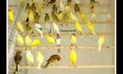 I have nice looking Russian Canaries
for more information please 718-909-3341
Canaries ready to breed