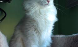 We have for sale pure white color cat . Beauty with blue eyes and perfect quality fur. Shi is little bit shy, but she is very beautiful and most likely(almost sure of it), she will come around once she has less cats and more people to interact with.
She