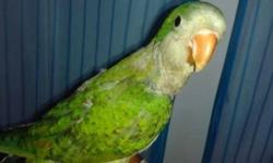 I have baby unweaned green Quakers. They are still taking formula. All very friendly. 160 each. Price will not be lower. If you want a weaned one (fully eating on its own), its $200
Also have baby sun conure for 300
Baby White belly caique for 800
Baby
