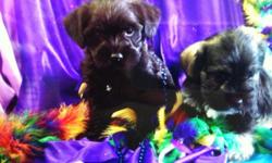 Schnoodle pups..ready now blacks,brindles,creams,white,blak,blkack/ white 250-350....champion lined,this breed make great family pets.Easy to train and are non- shedding.tails/ declaws done.pups will be and have been vet ckd,shots and dewormed. Taking