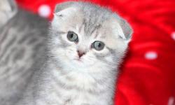 We have adorable Blue Golden Tabby Scottish Fold female, she is very affectionate and playful. TICA registered. Written health guarantee, contract of sale, altering agreement. The kitten is available for reservation, will be ready to go in August after