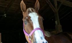 8 year old barrel mare, registered paint. Rodeo seasoned and safe. Sound and honest. Money winner.
This mare is also talented and moves nice enough to do Hunt seat and trail. Excellent confirmation and striking good looks for a halter class.