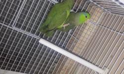 i m selling my baby parrotlet i have no space for them 150. for 6 0r $35. each one call me at 917-557-9161