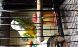 Senegal pair proven for previous 10 years old. Nice big male female plucked a little behind head area. Dna on both. $500