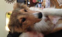 Beautiful AKC/ female sheltie puppies. Our shelties come from show quality parents; daddy is from Poland who had shown very successfully Europe. The sire comes from a long line of successful show dogs with European National Champion Titles. The dam also