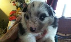 We have 8 male Sheltie pups (Sable & Tri-Color) who will be ready for their forever homes on June 20th. AKC Registered, Vet Checked & First Shots from reputable breeder in Attica.
Please Call Carol For Information