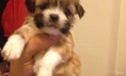 Pure breed SHIH-TZU and I am experienced...! My name is John and its a pleasure doing business with everyone. I have a discount this time, all females without shots 500 and males 400. They are 3 weeks old and already party trained...! They must be at