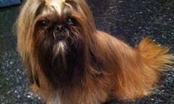 Beautiful 5 month old Shi tzu
This ad was posted with the eBay Classifieds mobile app.