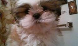 We are rehoming our pure breed 2 month Shih tzu female puppy. She is tiny, wee wee pad trained and very playful. She needs alot of attention and we cant provide it to her as we work and our daughter is not being as responsible as we hoped. There is a fee.