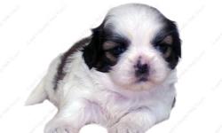 This Tricolor puppy is one of a litter of 4 babies, born 10-6-12 . It is offered with Limited AKC. All our puppies are sweet, home raised, well socialized babies. all of the terms and conditions on our Website www.AEQST.com . Full AKC available to the