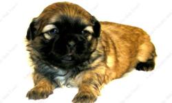 Puppy available to go to forever home on 2-19-14, UTD on shots and deworming, with Veterinarian Health Certificate and Replacement Guarantee .This Golden w/Black Mask puppy is one of a litter, born 12-25-14. All our puppies are sweet, home raised, well