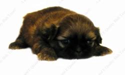 This Golden w/ Black Mask puppy is one of a litter of 3 babies, born 6-27-14. All our puppies are sweet, home raised, well socialized babies. Puppy available goes to forever home on 8-22-14, UTD on shots and deworming, with Veterinarian Health Certificate