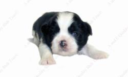 This Black & White Liver puppy is one of a litter of 5 babies, born 7-2-14. All our puppies are sweet, home raised, well socialized babies. Puppy available goes to forever home on 8-29-14, UTD on shots and deworming, with Veterinarian Health Certificate