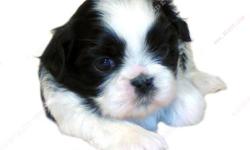 This Black and White puppy is one of a litter of 2 babies, born 42-14-1143. All our puppies are sweet, home raised, well socialized babies. Puppy available goes to forever home, UTD on shots and deworming, with Veterinarian Health Certificate and