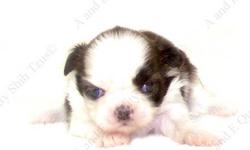 This tRICOLOR puppy is one of a litter of 4 babies, born 5-8-13. All our puppies are sweet, home raised, well socialized babies. Puppy available goes to forever home on 7-3-13, UTD on shots and deworming, with Veterinarian Health Certificate and