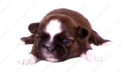 This Red and White Liver puppy is one of a litter of 6 babies, born 9-22-12 . All our puppies are sweet, home raised, well socialized babies. Full AKC available to the right circumstances. It is offered with Limited AKC. Check all of the terms and