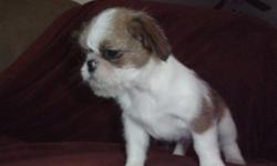 Cute sweet girl up to date on shots. She is about 3 months old and ready to go.Her father is an 8 pound Shih Tzu and her mother is 20 lb Cavalier/Pug mix. Call 315-946-5261