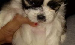I HAVE THREE ADORABLE MALE SHIH TZU THEY ARE 12WEEKS OLD. THEY HAVE THEIR FIRST SHOTS AND ARE DEWORMED. THESE PUPS ARE HYPOALLERGENIC AND DO NOT SHED. THEY HAVE GREAT PERSONALITIES ARE HAPPY AND AFFECTIONATE.