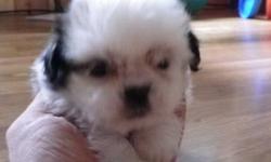 Shih Tzu puppies for sale ? 2 brown & white males will be ready to go the 1st of November. They will have had their first shots and worming. We also have a year old male, Jasper, brown and white-housebroken, kennel trained, friendly. Asking $300. Puppies