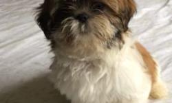 Tiny male shih tzu.has shots. Health record. 12 weeks old. Will be 4 lbs full grown.