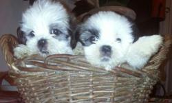 Adorable Shih Tzu puppies, they will be ready by October 3rd! I own both parents, and am accepting deposits to separate your puppy of choice. Only 2 girls and 1 boy left!!!