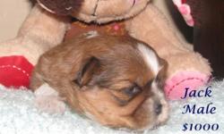 Find us on facebook at "Lillybug's Puppies"
HI i have some shih tzu puppies available to their new homes. i have 2 male and 2 females. there is 1 male and 1 female that are ready now for their new homes and the other 2 are only avail for deposit as they