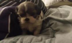 Teacup shih tzu puppies. Male and female. Vaccinations and health guarantee included. 6 weeks old and will be ready to go in two weeks when 8 weeks old.