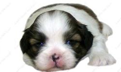 This Tricolor puppy is one of a litter of 4 babies, born 10-6-12 . It is offered with Limited AKC. All our puppies are sweet, home raised, well socialized babies. all of the terms and conditions on our Website www.AEQST.com . Full AKC available to the