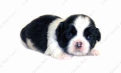All our puppies are sweet, home raised, well socialized babies. This Black & White puppy is one of a litter of 5 babies, born 7-14-14. It is offered with Limited AKC Registration. Full AKC is available to the right circumstance for an additional fee.