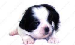 This Black and White puppy is one of a litter of 4 babies, born 9-20-12 . It is offered with Limited AKC. All our puppies are sweet, home raised, well socialized babies. Full AKC available to the right circumstances. Check all of the terms and conditions