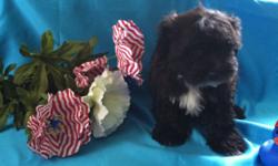Male shihpoos,adorable very personable puppies.multi color and black,black/ white,Males,vet ckd,shits and dewormed,ready now ( pd00302)