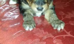 1 black and brown puppy for sale very cute and playful
1 month old