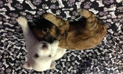 Shihtzupoos,males,gorgeous coats.ready end of June.vet Ckd,shots dewormed..taking deposits (pd00302)