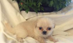 ICA Shinese Puppies available. Shinese puppies are the cross between Pekingese and Shih Tzu's. These puppies are first generation and will come with ICA registration. 1 Male (Black & White) and 4 Female available. Pups Come with Vet Checked, Health