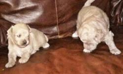 I have Shituz Maltese mix puppies for sale cute lovable little teddy bears looking for a good home the mother is a Shituz and the father is a maltese they are located in the South Bronx if you are interested in them it is a fee of 600 for the girl 500 for