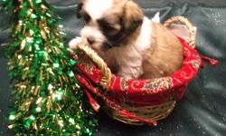 Shorkie pup male blk/white cute as can be ,Personality plus, non-shed,Great family pets,ms/fms,ready Dec 22nd,will hold w/deposit,pup will be vet ckd,shot and dewormed,pup are homebred and are very well socialized.email or call for additional picks and