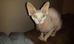 This is a 3 year old shpynx cat all white with green eyes