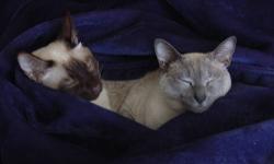 I have two beautiful, healthy Siamese cats who need a new home. They have been so unhappy since our son was born. They need a quiet home with lots of love and attention. They basically never leave one room in our house, even though they have the option