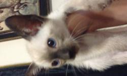 Hi I have a beautiful Siamese kitten his dad is a blue pointer Siamese and the mother is a chocolates Siamese he is litter trained very. Cuddly and playful he has his first de wormer and just turned 8 weeks old if you are interested please text or call me