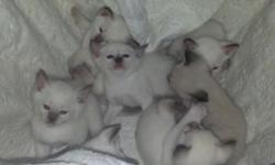 Beautiful Siamese kittens ready for their furrrrever homes only phone calls will be answered