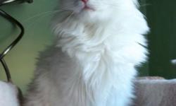 We have for sale a beautiful ,quiet, spade female.
RARE white color with beautiful , big blue eye's!!!
TICA registered Siberian kitten.
This cat is a quiet, beautiful girl, a bit shy, She is OK with other animals, but she is a bit shy with people. Most